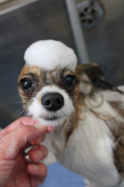 千葉県鎌ヶ谷市のパピヨンのシャンプー画像