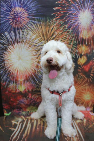 千葉県船橋市のオーストラリアンラブラドゥードルのトリミング前画像