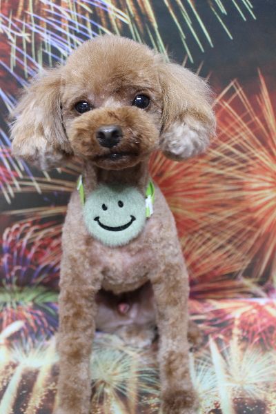 千葉県鎌ケ谷市のトイプードルのトリミング画像