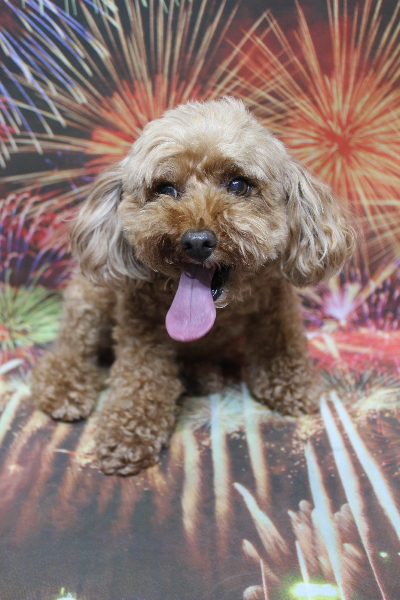 千葉県船橋市のトイプードルのトリミング前画像