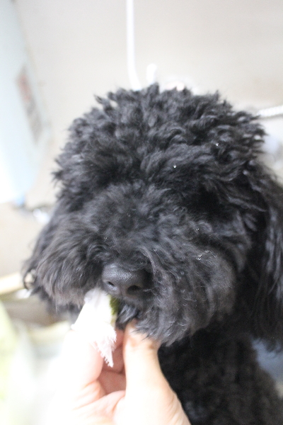 千葉県船橋市のトイプードルの歯磨き画像