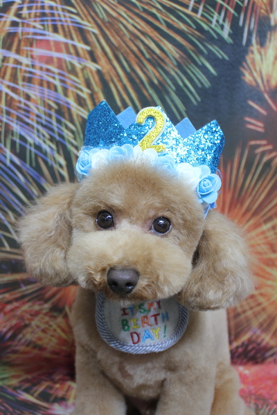 千葉県船橋市のトイプードルのトリミング画像