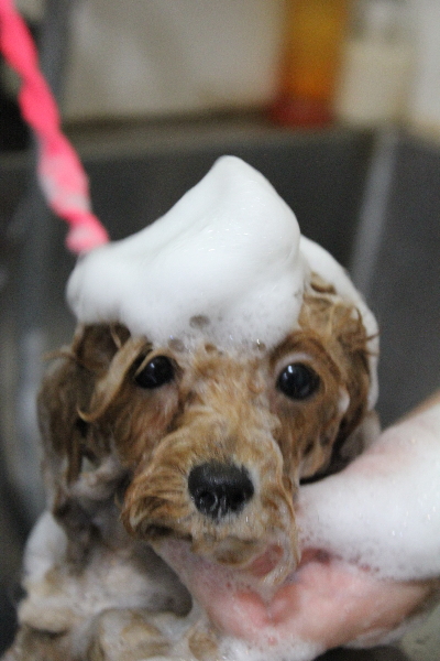 千葉県松戸市のトイプードルのシャンプー画像