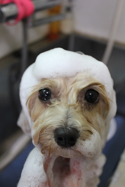 千葉県鎌ヶ谷市のミックス犬のシャンプー画像