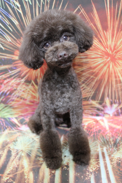 千葉県船橋市のトイプードルのトリミング画像