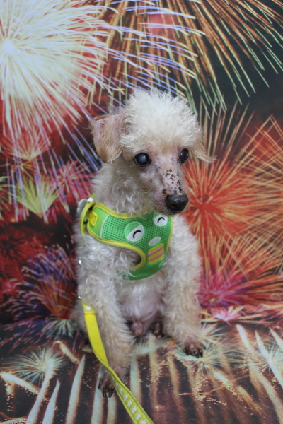 千葉県船橋市のトイプードルのトリミング前画像