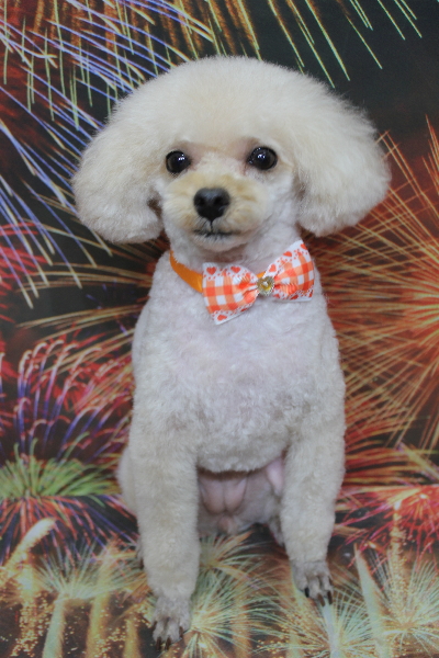 千葉県鎌ケ谷市のトイプードルのトリミング画像