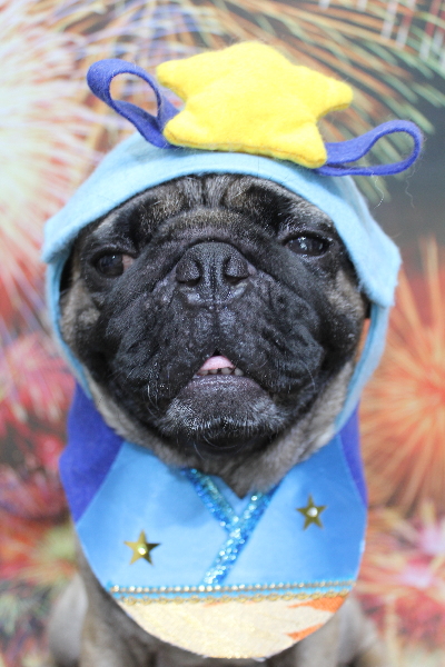 千葉県鎌ケ谷市のパグのトリミング画像