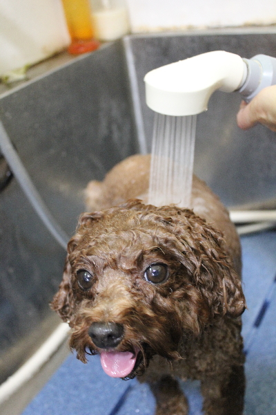 千葉県鎌ケ谷市トイプードルのオゾンシャワー画像