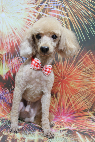 千葉県船橋市のトイプードルのトリミング画像