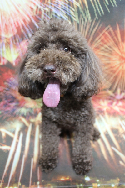 千葉県千葉市のトイプードルのトリミング前画像