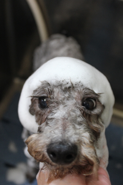 千葉県船橋市のトイプードルのシャンプー画像