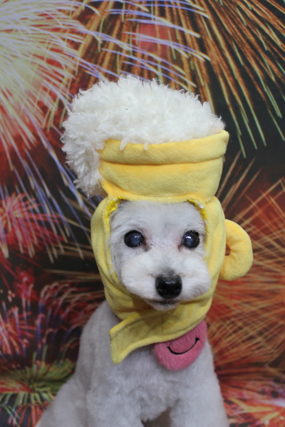 千葉県印西市のトイプードルのトリミング画像