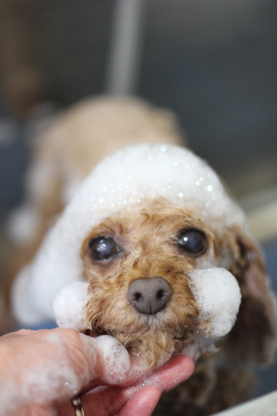 東京都三鷹市のトイプードルのシャンプー画像