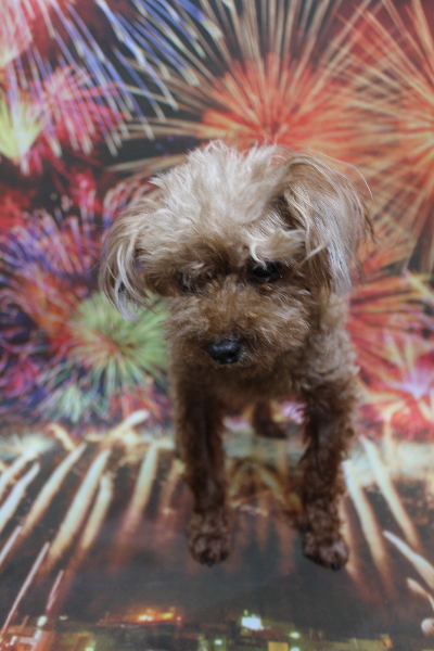 千葉県船橋市のトイプードルのトリミング前画像