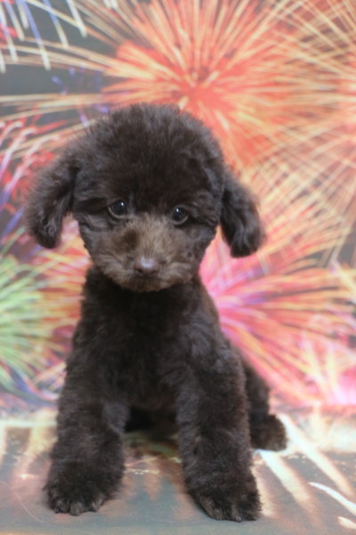 タイニープードル子犬ブラウン男の子、生後3ヶ月。千葉県鎌ヶ谷市船橋市市川市松戸市柏市白井市印西市ブリーダー画像