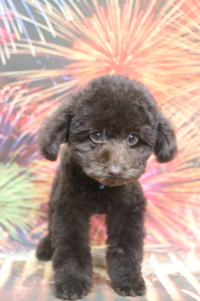 タイニープードル子犬ブラウン男の子、生後3ヶ月。千葉県鎌ヶ谷市船橋市市川市松戸市柏市白井市印西市ブリーダー画像