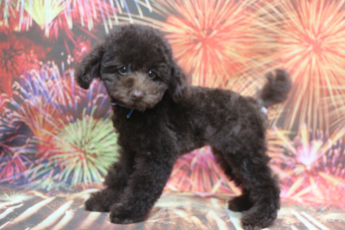 タイニープードル子犬ブラウン男の子、生後3ヶ月。千葉県鎌ヶ谷市船橋市市川市松戸市柏市白井市印西市ブリーダー画像