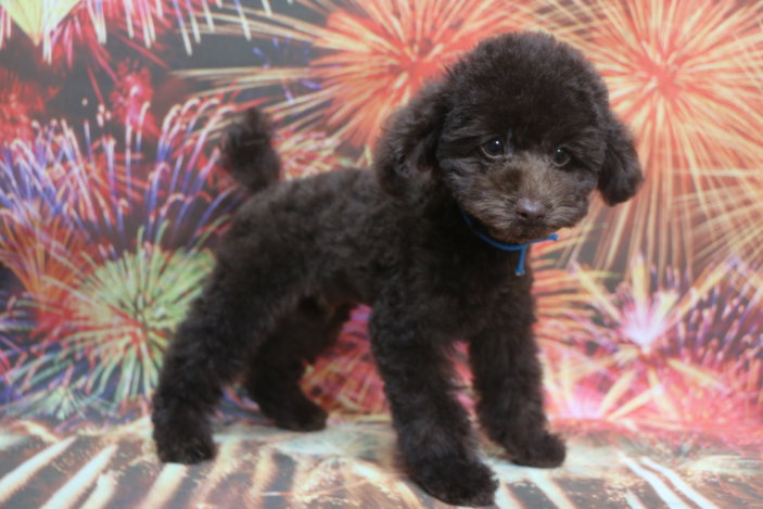 タイニープードル子犬ブラウン男の子、生後3ヶ月。千葉県鎌ヶ谷市船橋市市川市松戸市柏市白井市印西市ブリーダー画像