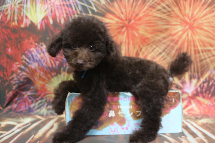 タイニープードル子犬ブラウン男の子、生後3ヶ月。千葉県鎌ヶ谷市船橋市市川市松戸市柏市白井市印西市ブリーダー画像
