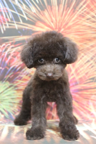 ティーカッププードル子犬ブラウン女の子メス、生後3ヶ月。千葉県鎌ヶ谷市船橋市市川市松戸市柏市白井市印西市ブリーダー画像