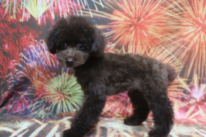 ティーカッププードル子犬ブラウン女の子メス、生後3ヶ月。千葉県鎌ヶ谷市船橋市市川市松戸市柏市白井市印西市ブリーダー画像