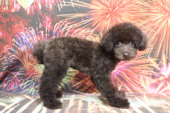 ティーカッププードル子犬ブラウン女の子メス、生後3ヶ月。千葉県鎌ヶ谷市船橋市市川市松戸市柏市白井市印西市ブリーダー画像