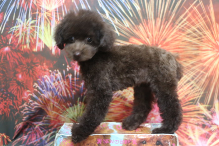 ティーカッププードル子犬ブラウン女の子メス、生後3ヶ月。千葉県鎌ヶ谷市船橋市市川市松戸市柏市白井市印西市ブリーダー画像