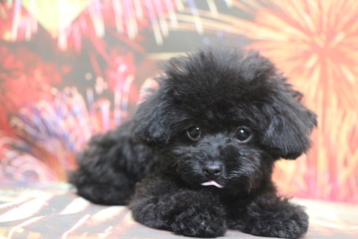 マイクロティーカッププードル子犬ブラック(黒)男の子オス生後3ヶ月半。千葉県鎌ヶ谷市船橋市市川市松戸市柏市白井市印西市ブリーダー画像