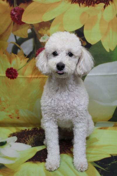 千葉県鎌ヶ谷市のトイプードルのトリミング前画像