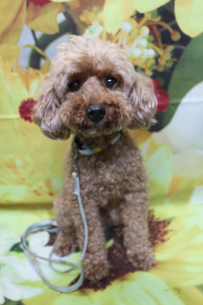 千葉県船橋市のトイプードルのトリミング前画像