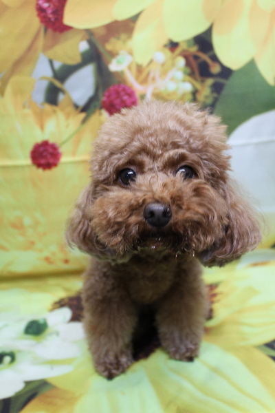 千葉県市川市のトイプードルのトリミング前画像