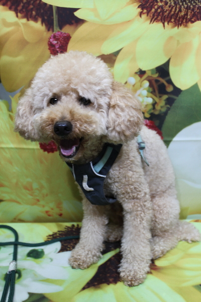 千葉県船橋市のトイプードルのトリミング前画像