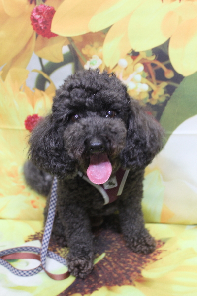 千葉県鎌ヶ谷市のトイプードルのトリミング前画像