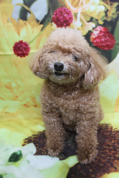 千葉県鎌ケ谷市のトイプードルのトリミング前画像