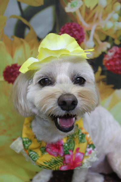 千葉県鎌ケ谷市のミックス犬のトリミング画像