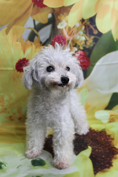 千葉県印西市のトイプードルのトリミング前画像