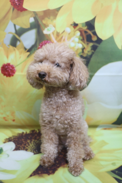 千葉県船橋市のトイプードルのトリミング前画像