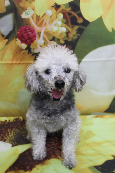 千葉県船橋市のトイプードルのトリミング前画像