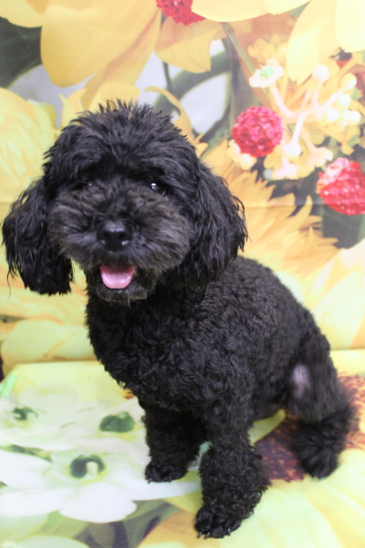 トイプードルブリーダーの成犬、トリミング画像