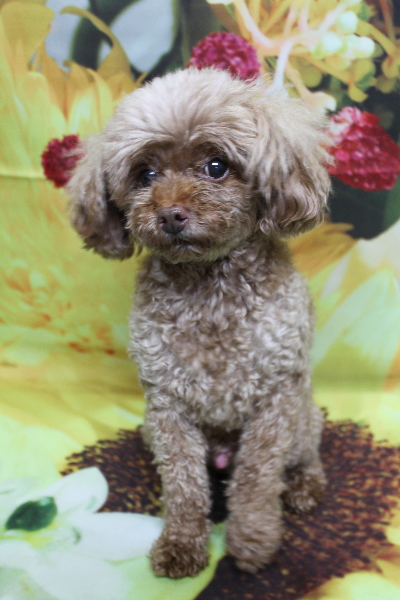 千葉県船橋市のトイプードルのトリミング前画像