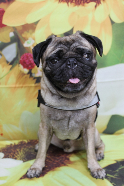 千葉県鎌ケ谷市のパグのトリミング前画像