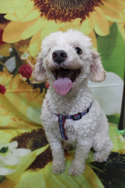 千葉県市川市のトイプードルのトリミング前画像