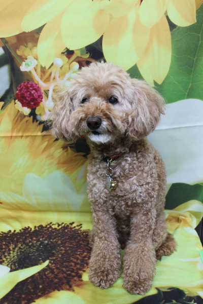 千葉県松戸市のトイプードルのトリミング前画像