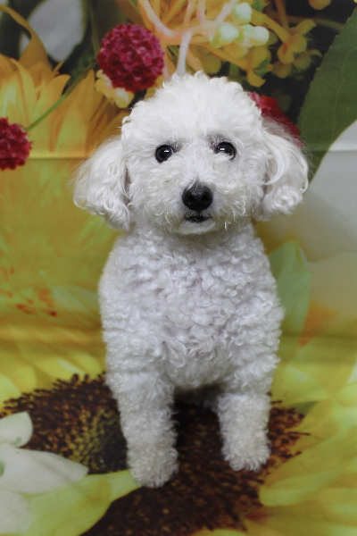 千葉県船橋市のトイプードルのトリミング前画像