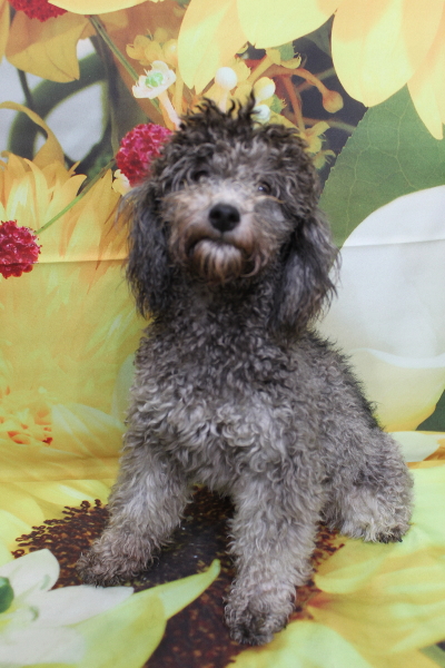 トイプードルブリーダーの成犬、トリミング前画像