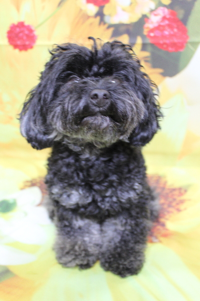 千葉県鎌ヶ谷市のトイプードルのトリミング前画像