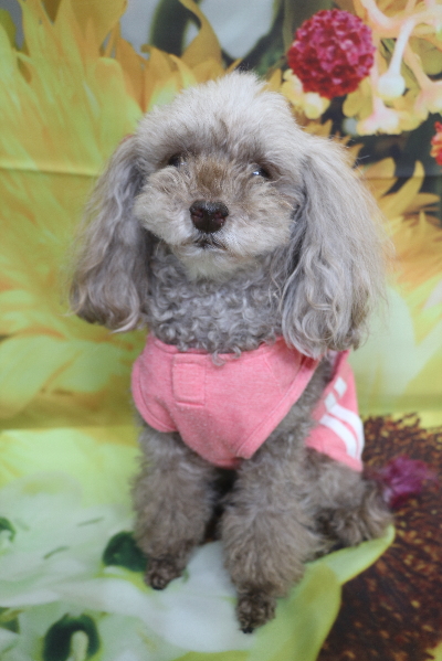 千葉県船橋市のトイプードルのトリミング前画像