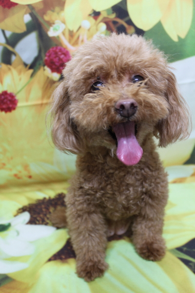 千葉県船橋市のトイプードルのトリミング前画像