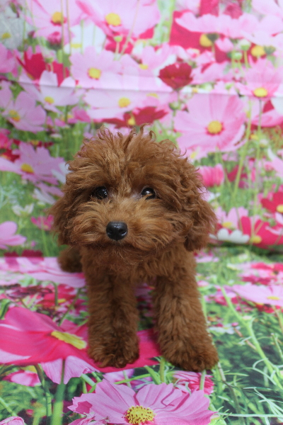 千葉県八千代市のトイプードルのトリミング画像